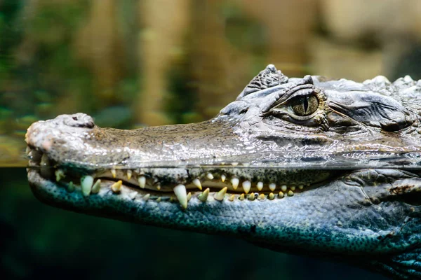 Kajmán crocodilus profil Vértes fogakkal mutatja — Stock Fotó