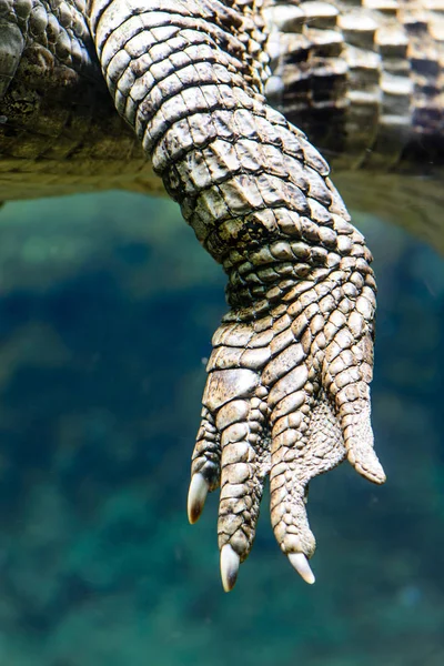 Крупним планом вид лапи з кігтями Кайман Крокодил — стокове фото