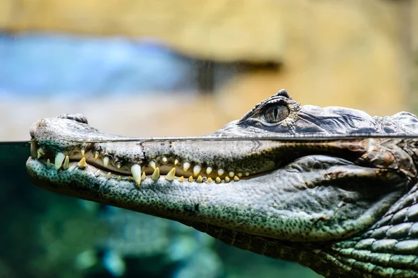 Kajmán crocodilus profil Vértes fogakkal mutatja a víz, f — Stock Fotó