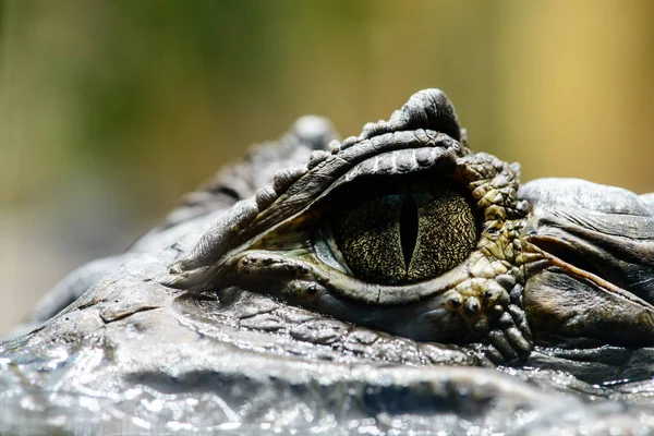 Krokodil Kajmán szeme részletek — Stock Fotó