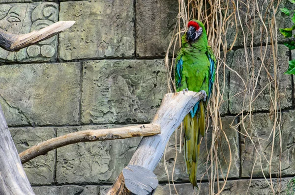 Papagaio verde ara millitaris sentado em um ramo de uma árvore — Fotografia de Stock