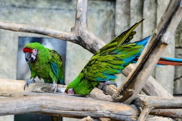 two green parrots ara millitaris eating from a bowl, focus o