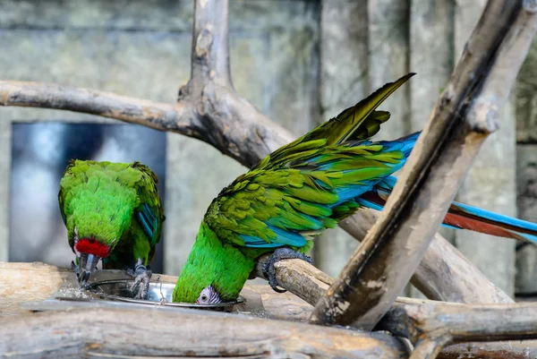 Due pappagalli verdi ara millitaris mangiare da una ciotola, concentrarsi o — Foto Stock