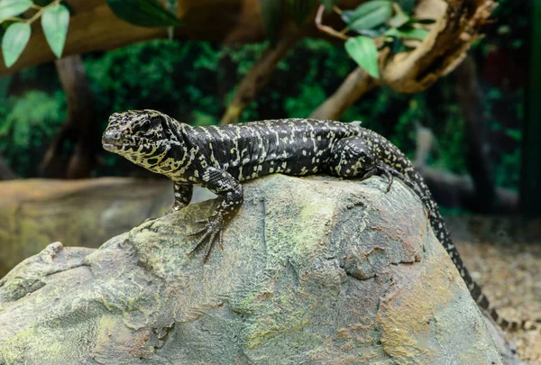 Golden Tegu Tupinambis teguixin repousa sobre uma pedra no Peruvi — Fotografia de Stock