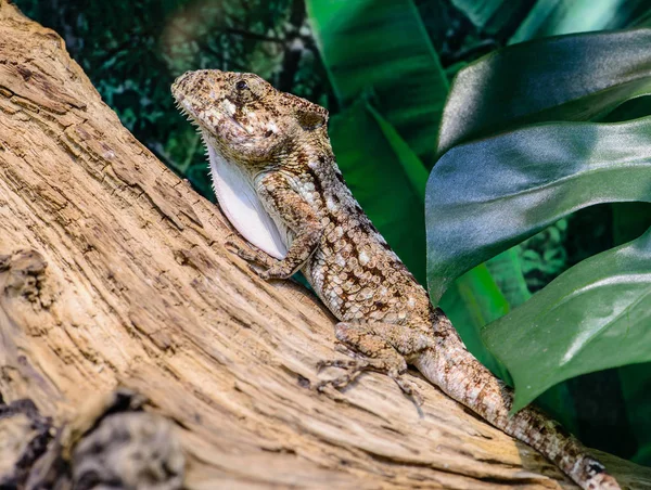 Close-up view of a Anole lizard Anolis baracoae on the tree, f