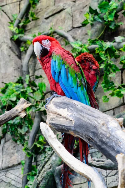 Ara rossa e verde Ara chloroptera, due pappagalli su un ramo , — Foto Stock