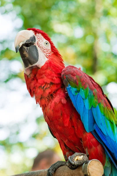 Ara pappagallo, rosso macaw blu guardando in alto — Foto Stock