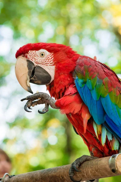 Pappagallo rosso mangia noce — Foto Stock