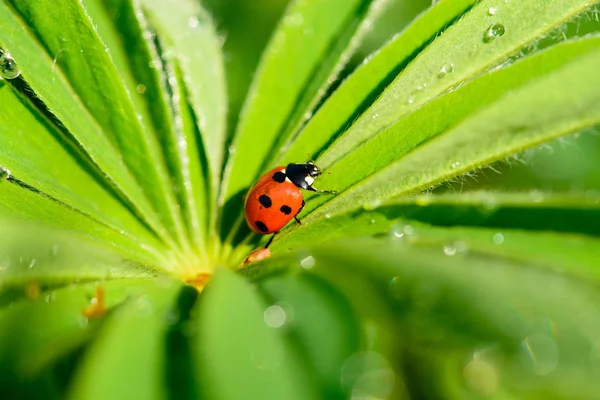 Joaninha fechar em uma folha verde — Fotografia de Stock