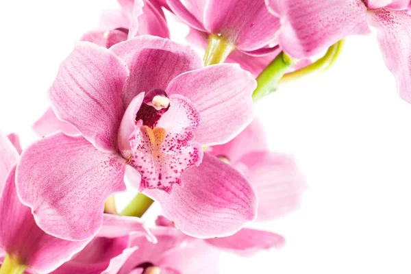 Macro Cymbidium orchid on a white — Stock Photo, Image