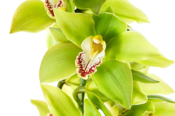 Macro Cymbidium branche d'orchidée isolé — Photo