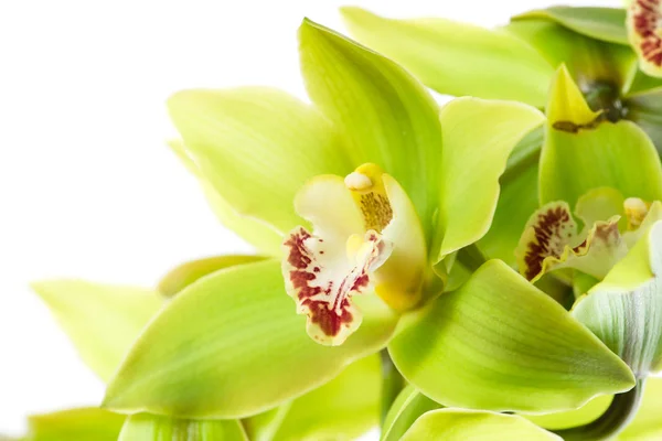 Cymbidium branche d'orchidée isolé — Photo