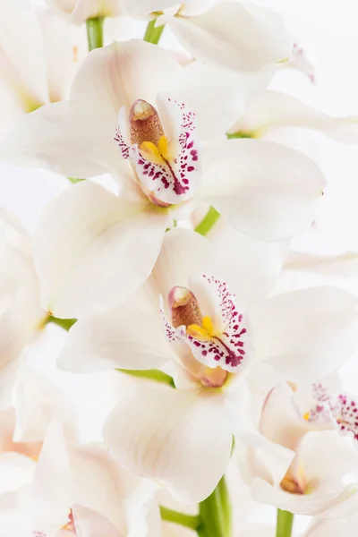 화이트 Cymbidium 난초 지점 — 스톡 사진