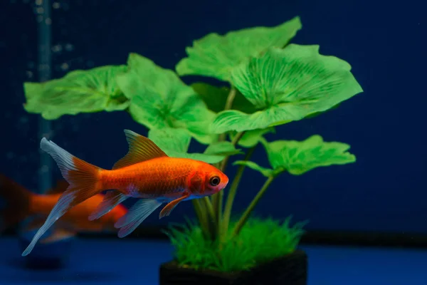 Kuyruklu yıldız Goldfish Carassius aurastus kuyrukluyıldız 