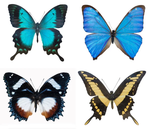 Close-up of collection multi-colored beautiful butterflies Blue — Stock Photo, Image