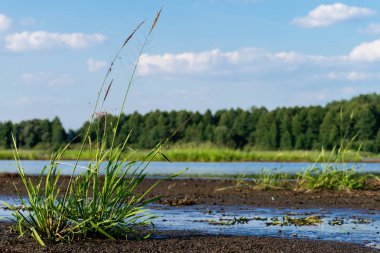 Bush çimenlerin üzerinde gölet bankada