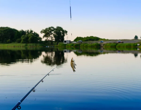 Die Karausche am Haken. gefangen Fische auf dem See. Fokus auf — Stockfoto