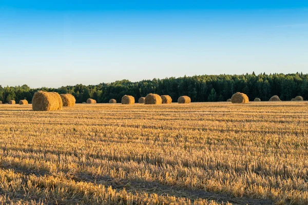 Hasat sonra sahada saman balya