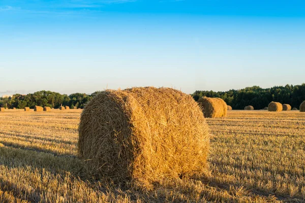 Hasat sonra sahada saman balya