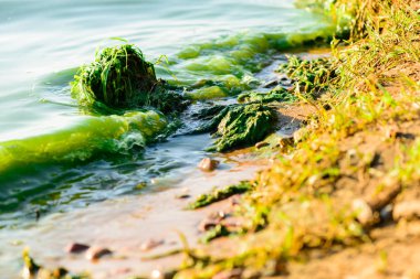 algal blooms, green surf beach on the lake, shallow depth of fie clipart