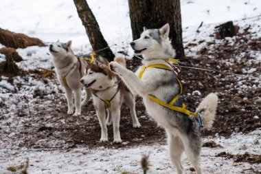 Genç Husky köpek arka ayakları üzerinde duruyor
