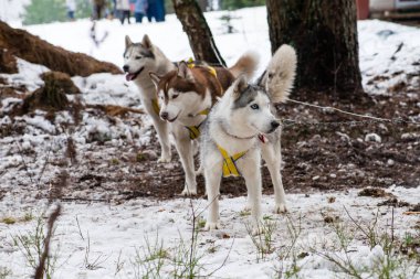 Genç mutlu Husky Eskimo Köpek kış, kar Backg açık