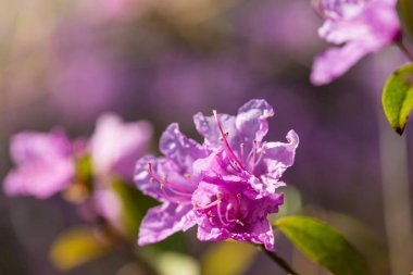 ormangülü çiçek makro fotoğraf