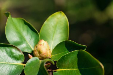 tomurcukları ve ormangülü çalı üzerinde bırakır