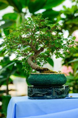 küçük bonsai ağacı