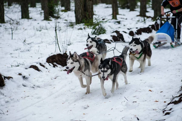 dog team is running in the snow at sled dog race on snow