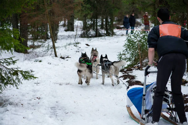 Equipe de cães está correndo na neve na corrida de trenó cão na neve — Fotografia de Stock