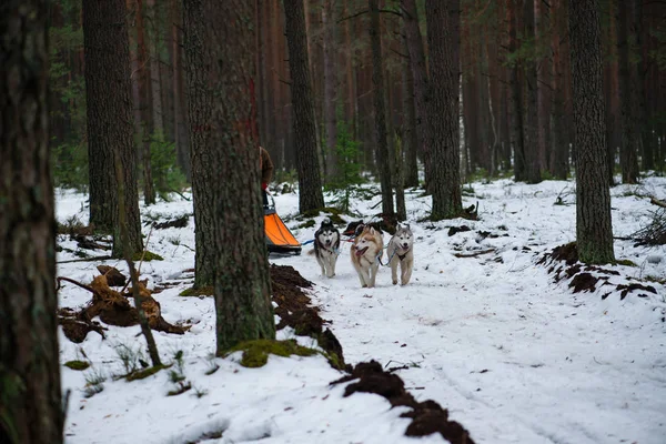 Musher escondendo atrás trenó no trenó corrida de cães na neve — Fotografia de Stock