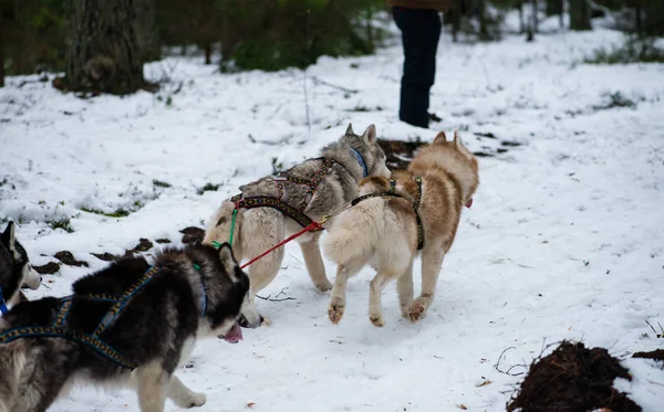 Equipe de cães está correndo na neve na corrida de trenó cão na neve — Fotografia de Stock