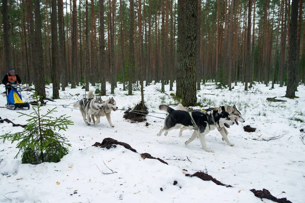 Musher escondendo atrás trenó no trenó corrida de cães na neve — Fotografia de Stock