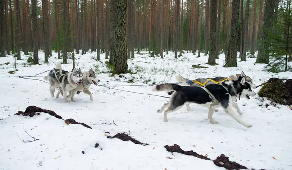Vista frontal em quatro huskys siberianos na corrida no inverno — Fotografia de Stock