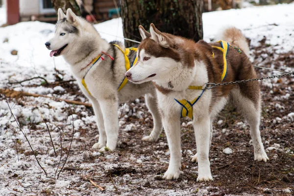 Genç mutlu Husky Eskimo Köpek kış, S açık yukarıya kapatmak