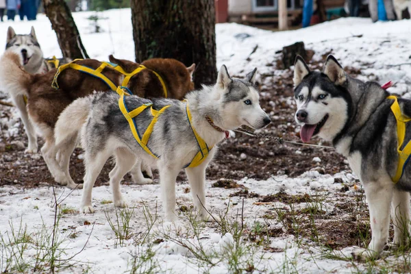 Jonge gelukkig Husky pup Eskimohond buiten In de Winter, sneeuw Backg — Stockfoto