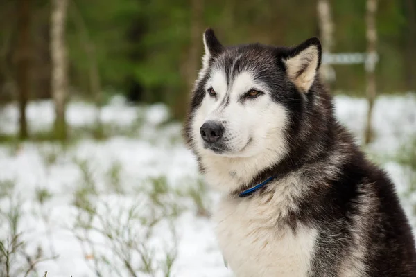 Primer plano retrato de noble trineo perro un chukchi husky raza perro en — Foto de Stock