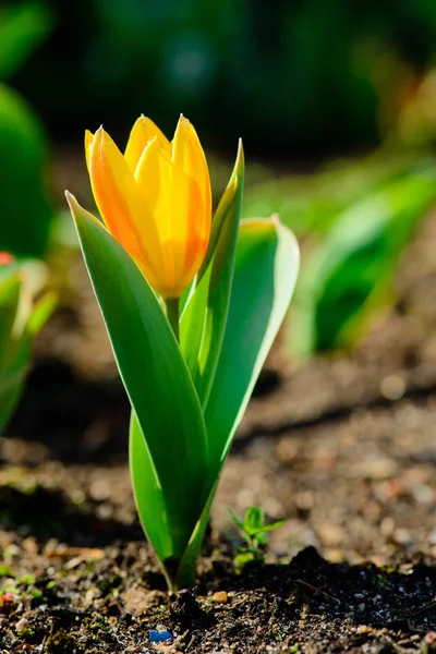 Sarı Lale çiçek yere