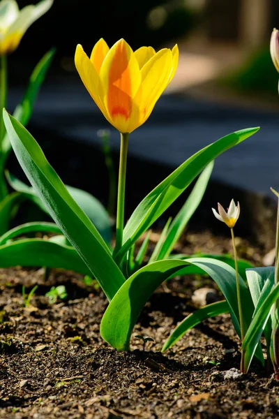 Sarı Lale çiçek yere