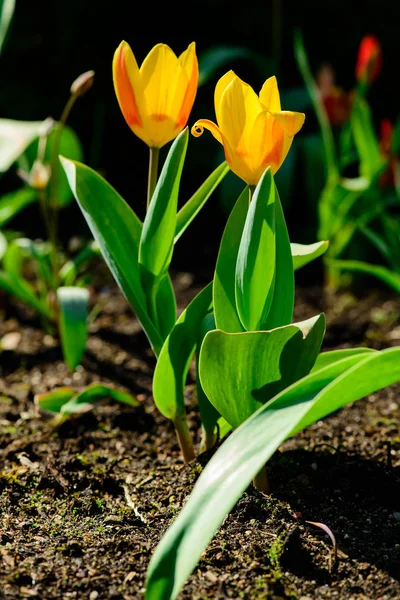 Sarı Lale çiçek yere