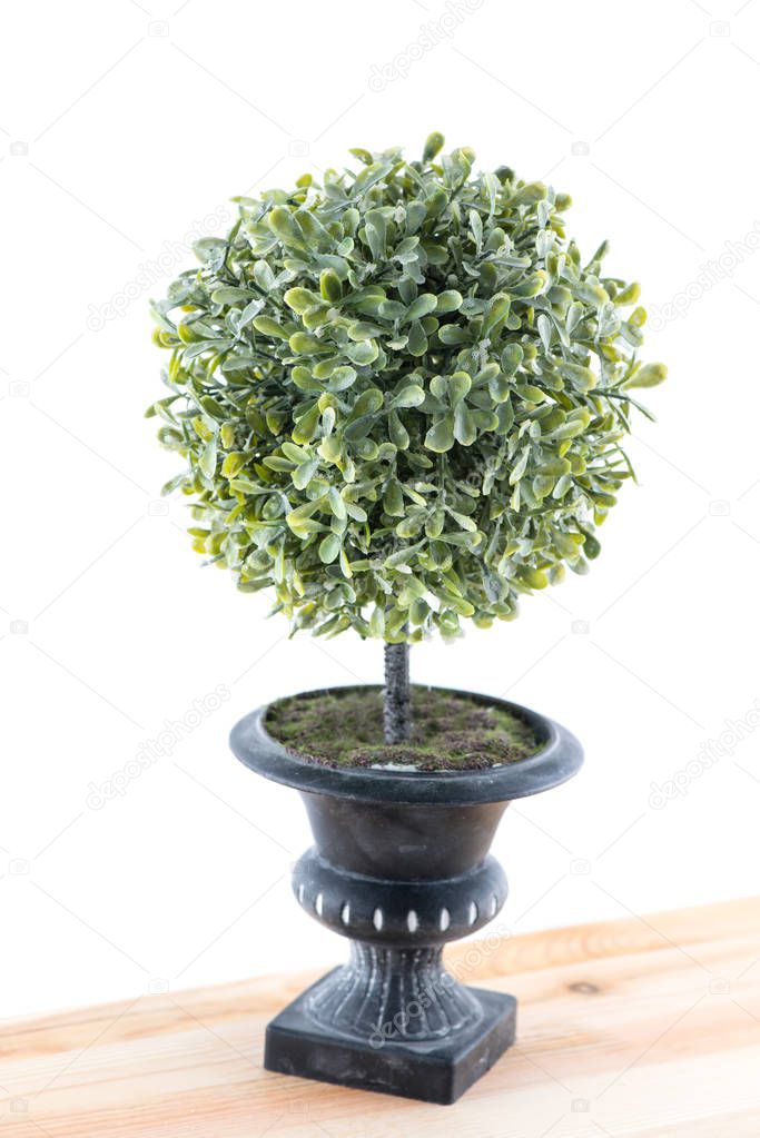 green bush in a pot isolated