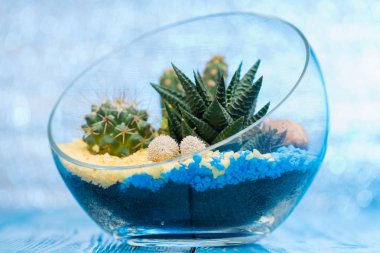 cam vazoda succ ile güzel bir florarium tarih seçici odak