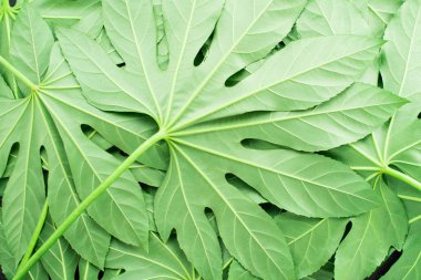 yaratıcı düzen yeşil tropikal yaprakları, düz yatıyordu, çerçeve yaptı.. 