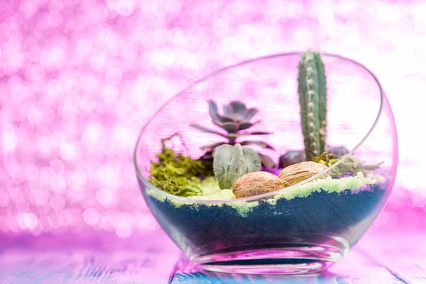 Szelektív összpontosít egy gyönyörű florarium, az üveg váza succ — Stock Fotó
