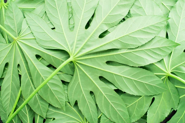 yaratıcı düzen yeşil tropikal yaprakları, düz yatıyordu, çerçeve yaptı.. 