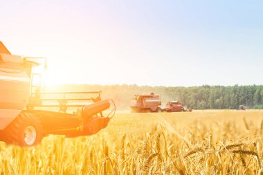 Ray alanında altın olgun buğday hasat Tarım makineleri