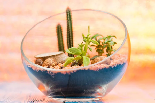 Избирательный фокус на красивой флористике в стеклянной вазе с присосками — стоковое фото