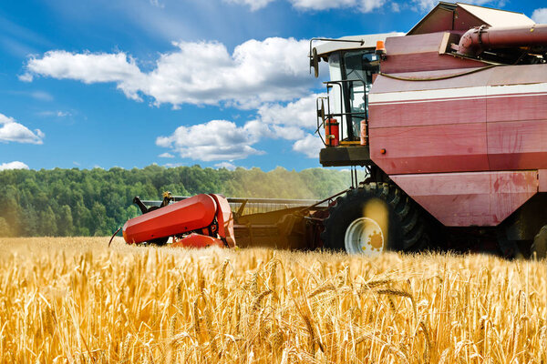 close-up harvester machine working in field. Agriculture machine