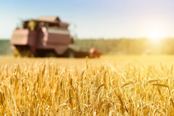 seçici odak altın olgun buğday üzerinde. Tarım makine harves